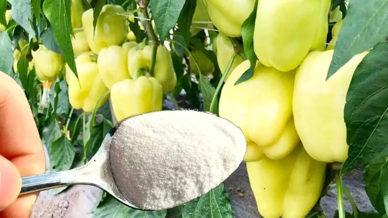 1 lyžica pre papriku v máji a HNEĎ vyrastie, ožije a rodí aj 5-KRÁT viac: Je to veľmi dôležitý krok!