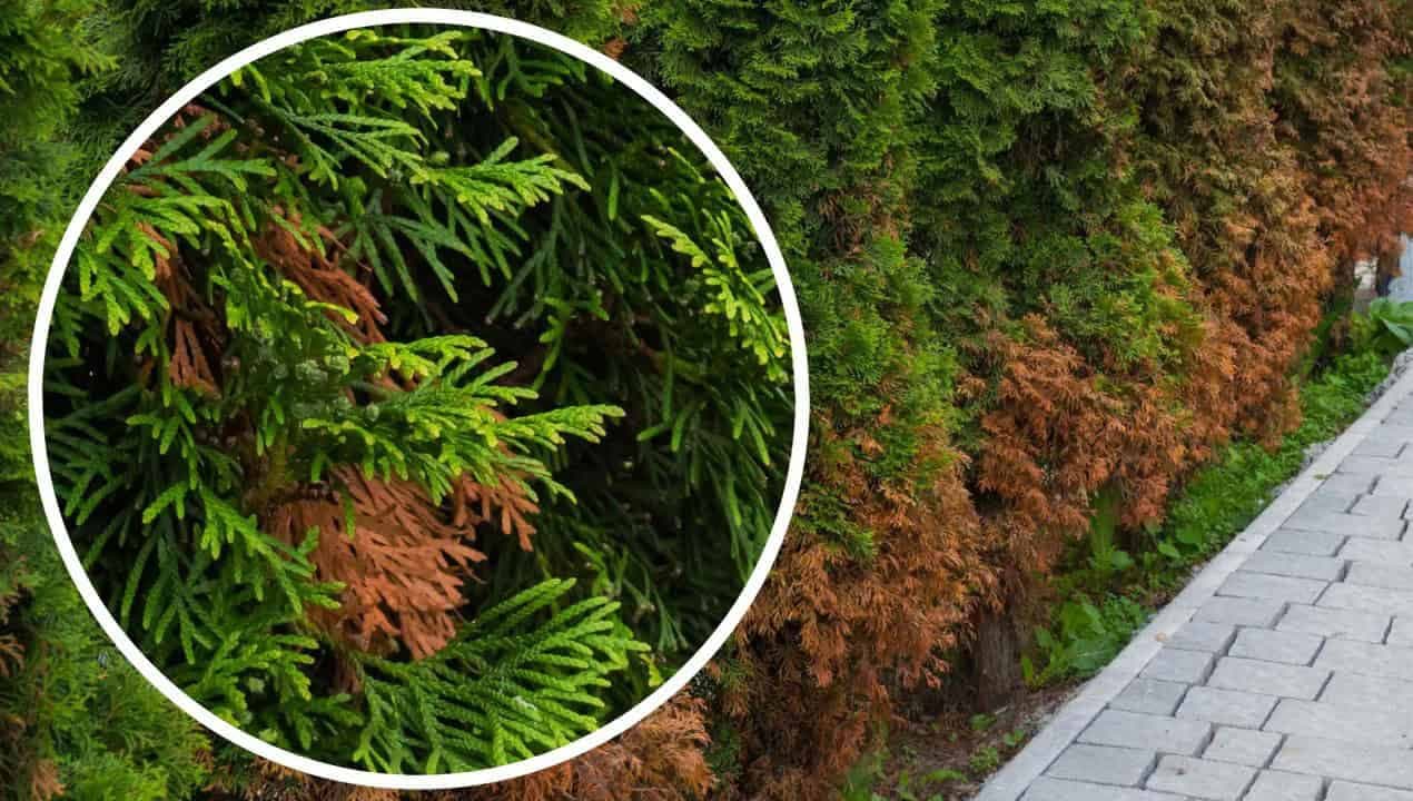 Hnednú a odumierajú vám v záhrade TUJE? Takto ich zachránite!