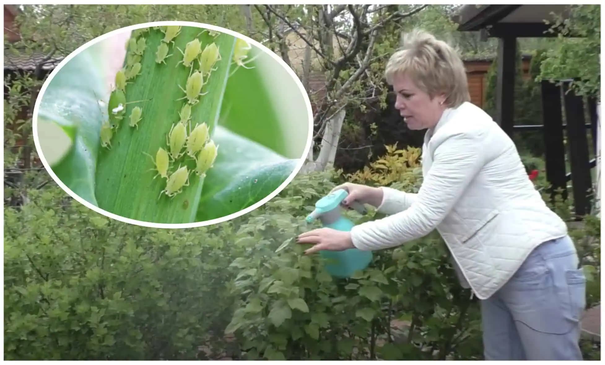 Susedka mi poradila zázračnú domácu zmes na likvidáciu VOŠIEK: Už som zachránila ruže, egreš aj ibištek!