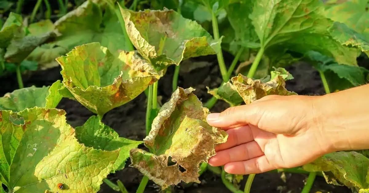 Kompletný identifikátor choroby uhoriek: Obrázky, popisy, riešenie a prevencia