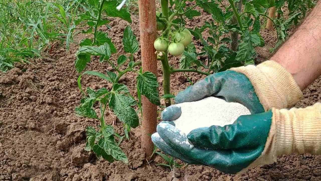 Plody paradajok budú veľké, SLADUČKÉ a zdravé: Žiadna pleseň ani choroby!