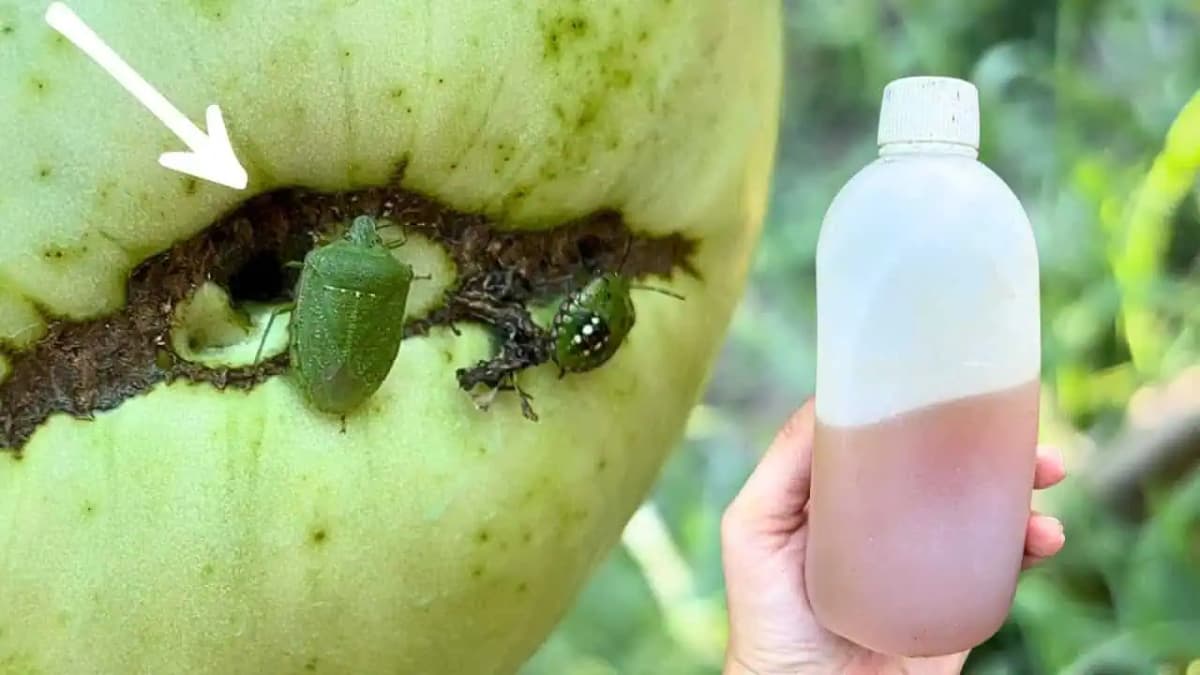 Absolútny likvidátor BZDOCHY v záhrade: Domáci zázrak za pár drobných ich vyženie do poslednej!
