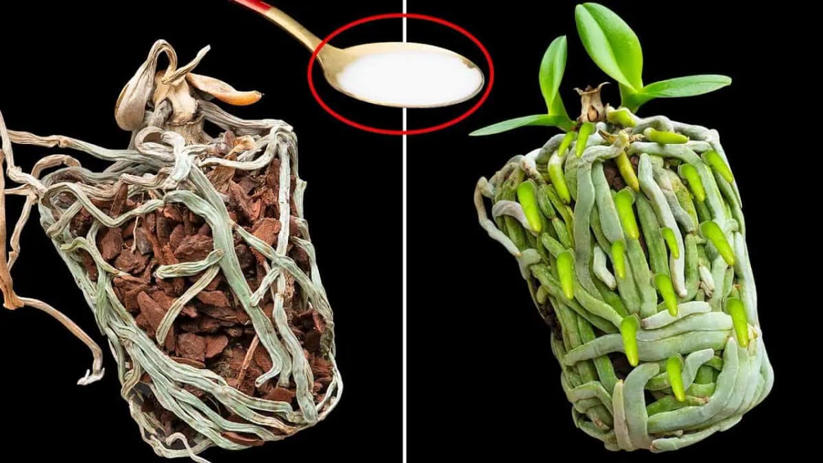Stačí jej dať 1 lyžicu a zničená ORCHIDEA vyženie veľa nových koreňov!