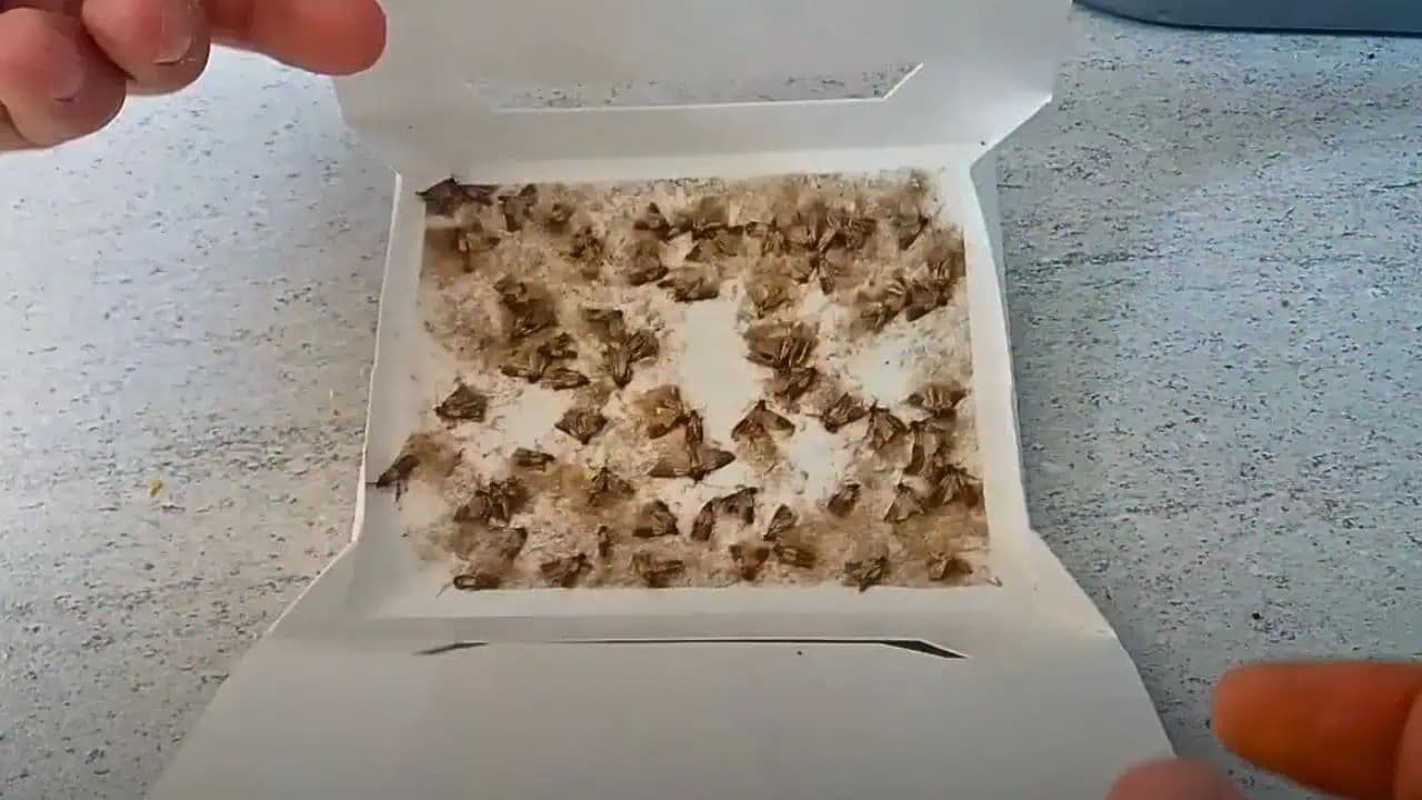 Rastie všade naokolo a skoro nikto nevie, že mole ju nenávidia: Položila som do kuchynskej linky a problém je vyriešený!