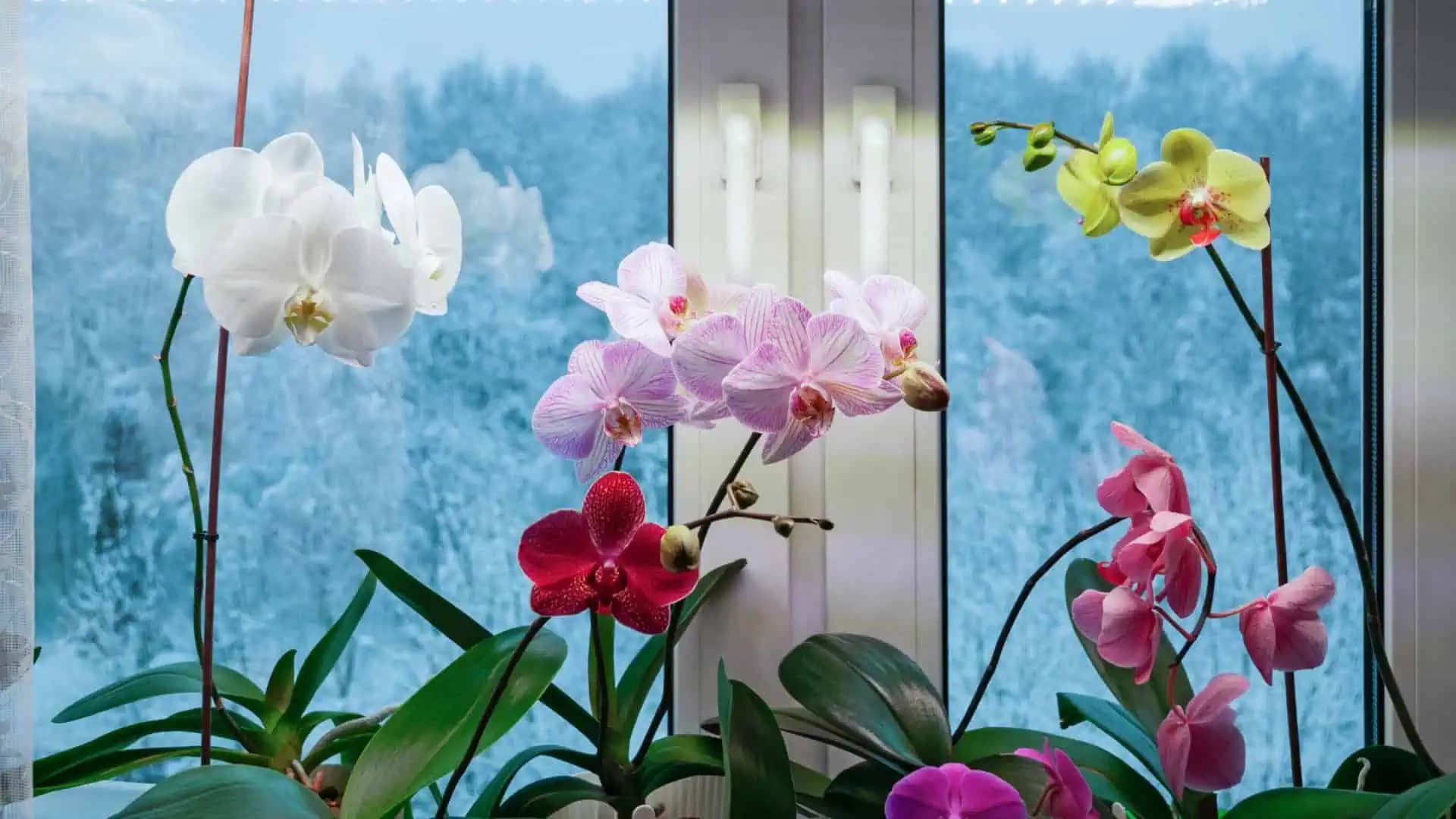 NAJCENNEJŠIA rada, ako zalievať orchideu jediným správnym spôsobom: Prebudí to aj rastlinu, ktorú chcete vyhodiť!