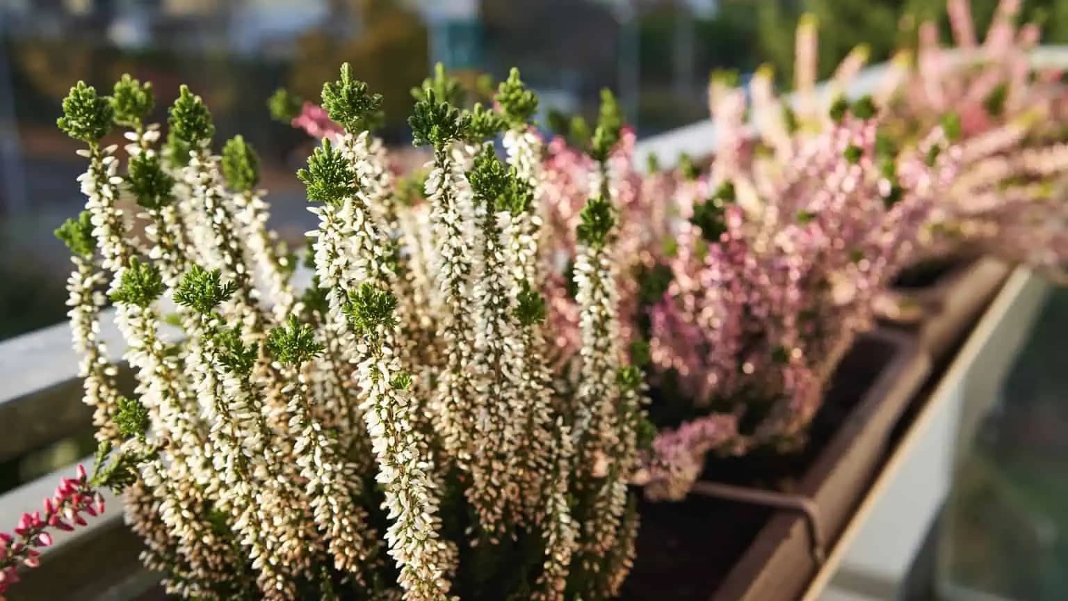 VRESY – najlepší TRIK pre bohaté kvitnutie a zdravé korene!