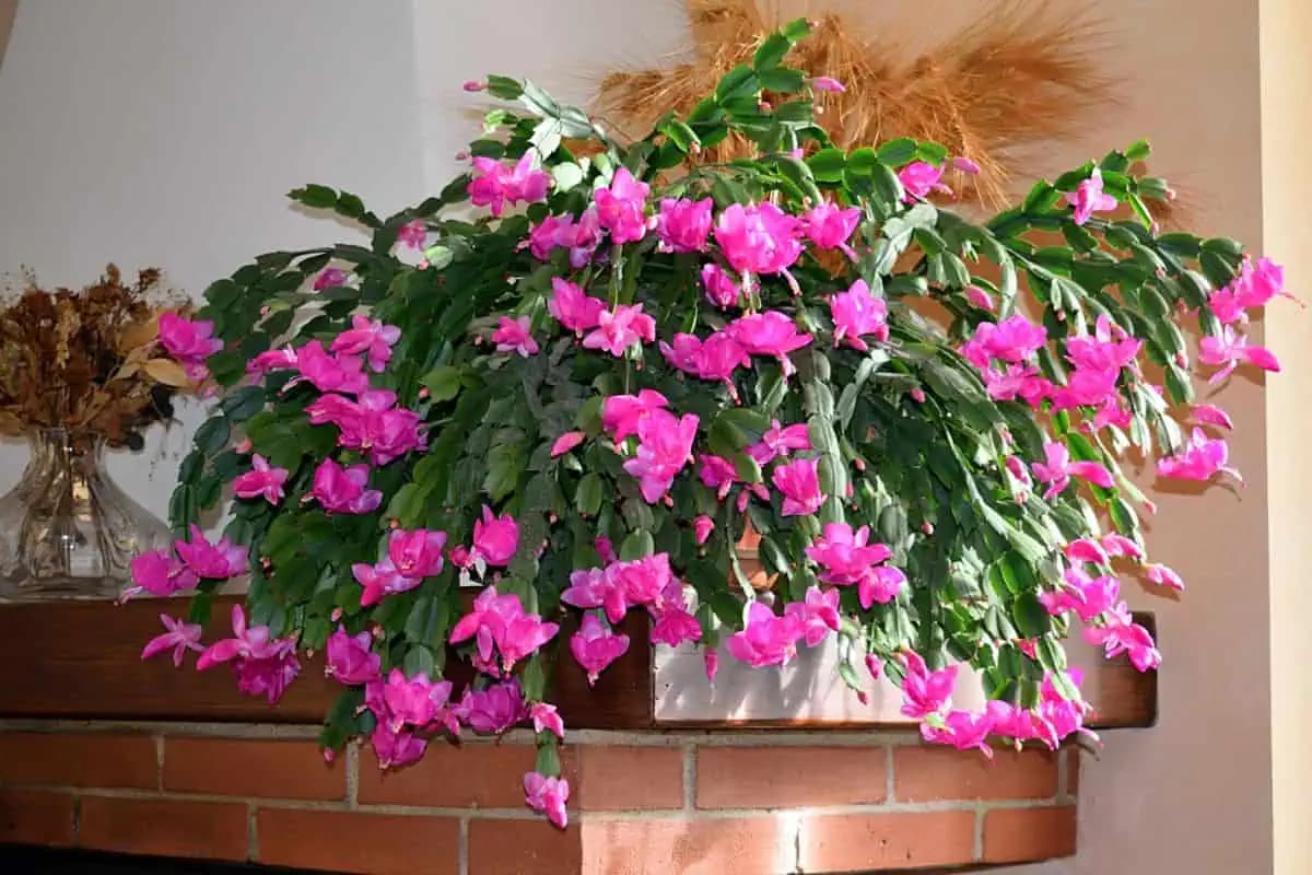 Šlumbergera (VIANOČNÝ KAKTUS) mi kvitne nonstop celú zimu a stále nahadzuje puky: Toto mu dávam do kvetináča!