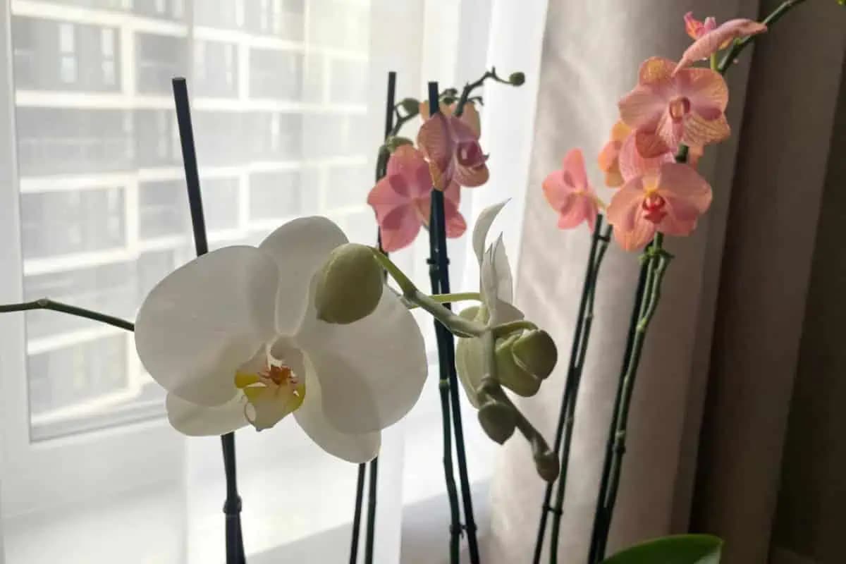 Recept pani Olinky donúti kvitnúť všetky vaše orchidey: Pridajte ju do kvetináča a hneď nahadzujú puky!