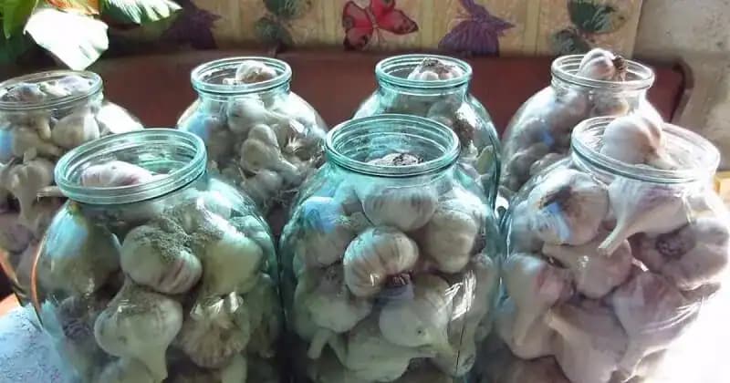 Takto si uskladnite cesnak na zimu, aby nevyschol? Návod, s ktorým si zachová čerstvú chuť, aj živiny!