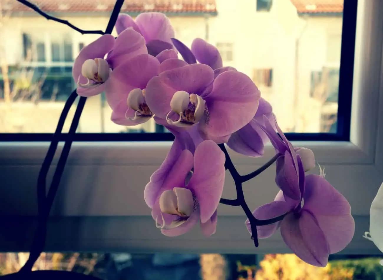 Dajte to orchidei v októbri a bude kvitnúť celú zimu: Kvety sa budú doslova „vylievať“ z kvetináča!