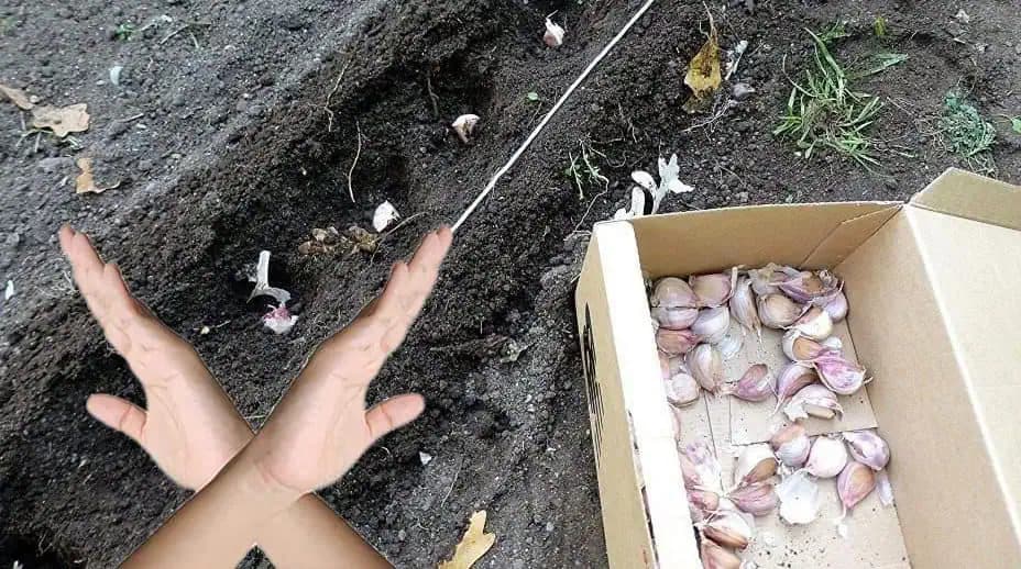 NIKDY nesaďte cesnak v záhrade na TOTO miesto: Mohli by ste totiž prísť o celú úrodu!