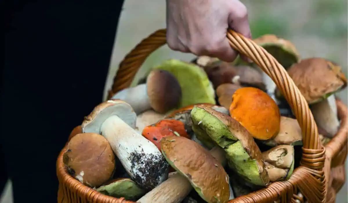 Hubári ich skoro nezbierajú a pritom sú chutnejšie ako suchohríby: V lese ich je teraz veľké množstvo!
