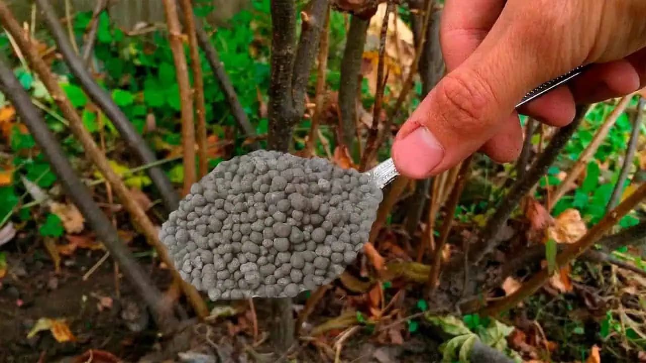 Toto treba dať v OKTÓBRI pod každý krík, aby sa o rok ríbezle zaplnili úrodou: Budete zbierať VEĽA veľkých plodov!