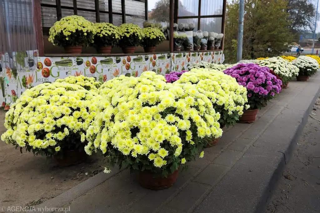 Toto dajte na dno kvetináča, to je všetko: Chryzantémy budú krásne ešte dlho po dušičkách!