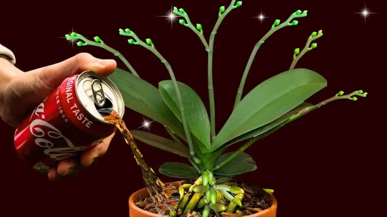 Tento trik s Coca Colou nepozná skoro nikto: Nalejte ju vašim orchideám a budú kvitnúť ako NIKDY predtým!
