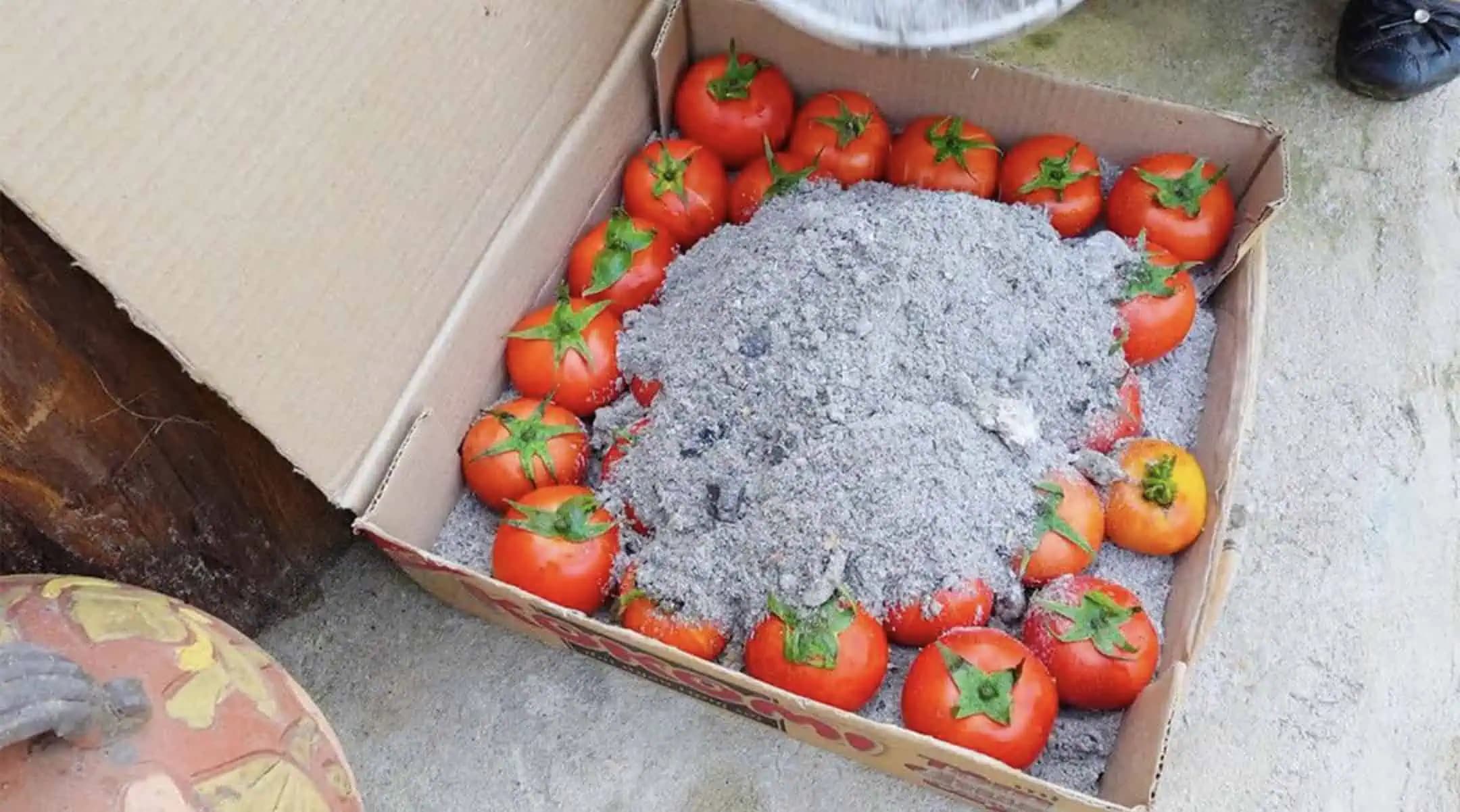 Väčšina ľudí nevie, že paradajky môžu ostať čerstvé CELÉ MESIACE: Starodávna metóda, ktorá nestojí ani Euro!