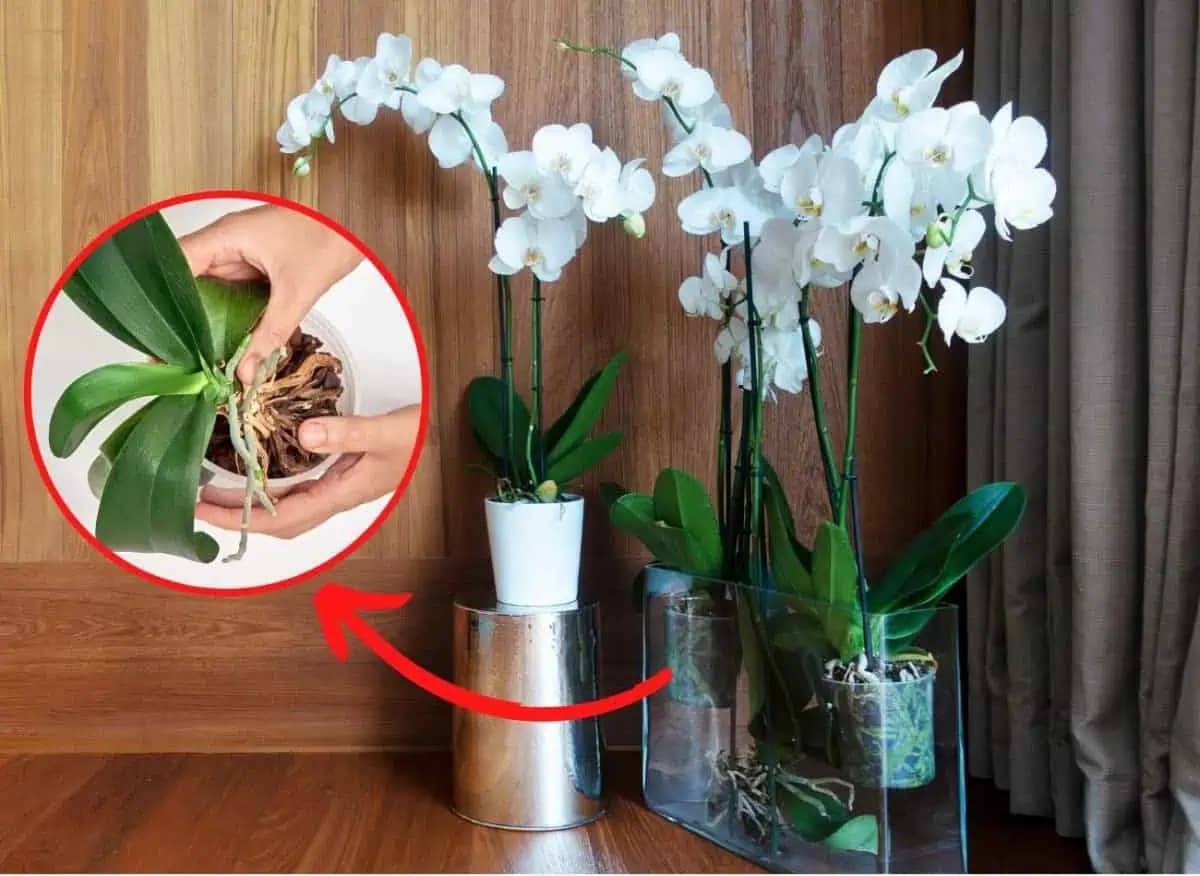 Takto vám dá orchidea vedieť, že NUTNE potrebuje presadiť: Tento patent vyvolal na internete rozruch!