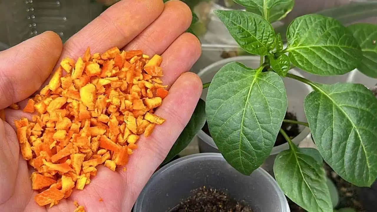 1 hrsť v marci! Papriku a paradajky nikdy nesaďte bez tejto prísady!