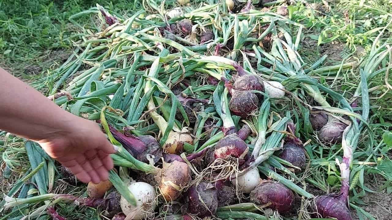 Túto rastlinu vysaďte k cibuli – ochráni ju pred škodcami a zabezpečí dobrú úrodu!