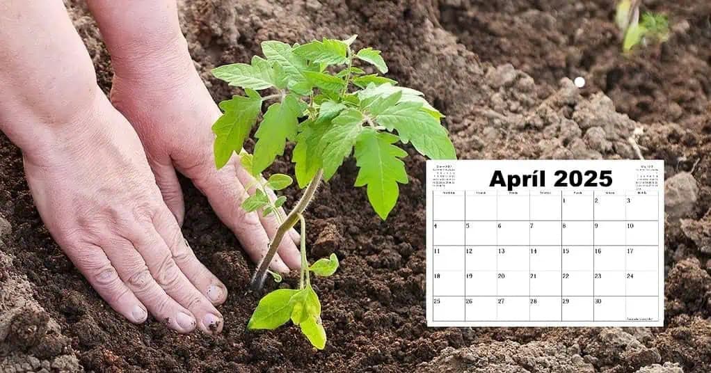 Záhradkári toto si poznačte: Presný zoznam NAJLEPŠÍCH dní na sadenie zeleniny v záhrade – podľa tohoto sa riadim každý rok!