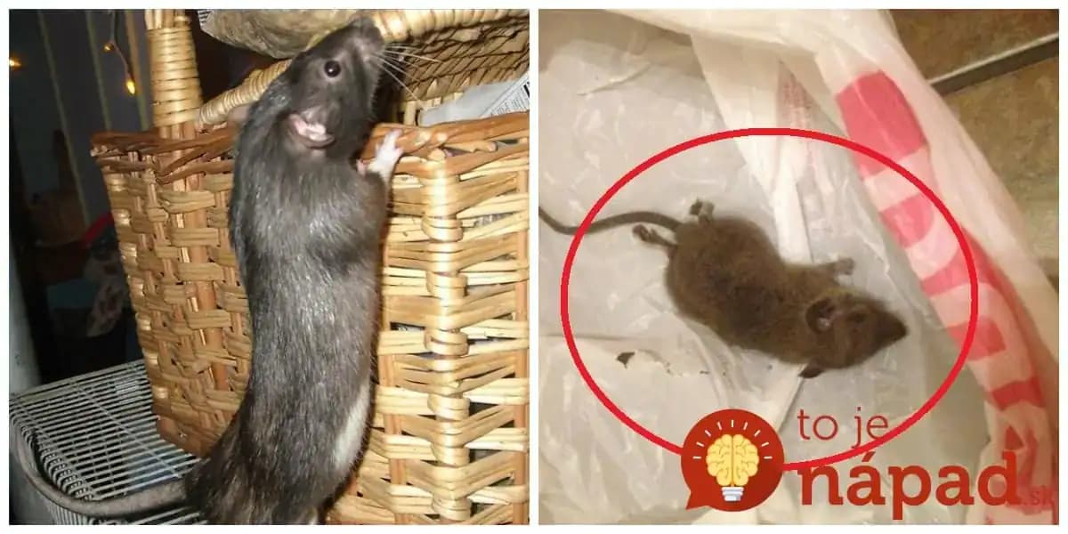 Hneď ako sa ochladilo, začali mi do domu liezť myši: Toto mi poradil švagor a myši sa pratali ako namydlený blesk!