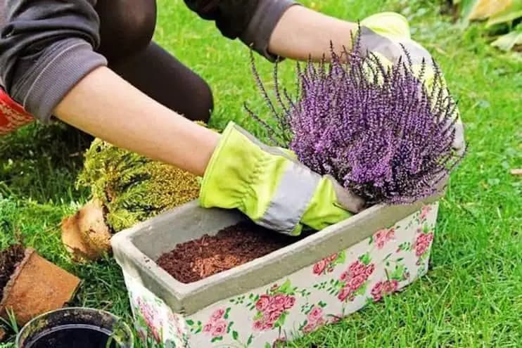 Jednoduchá rada, s ktorou vresy nevymrznú ani pri mínus 20: Stačilo urobiť toto a kvitnú aj pod snehom!