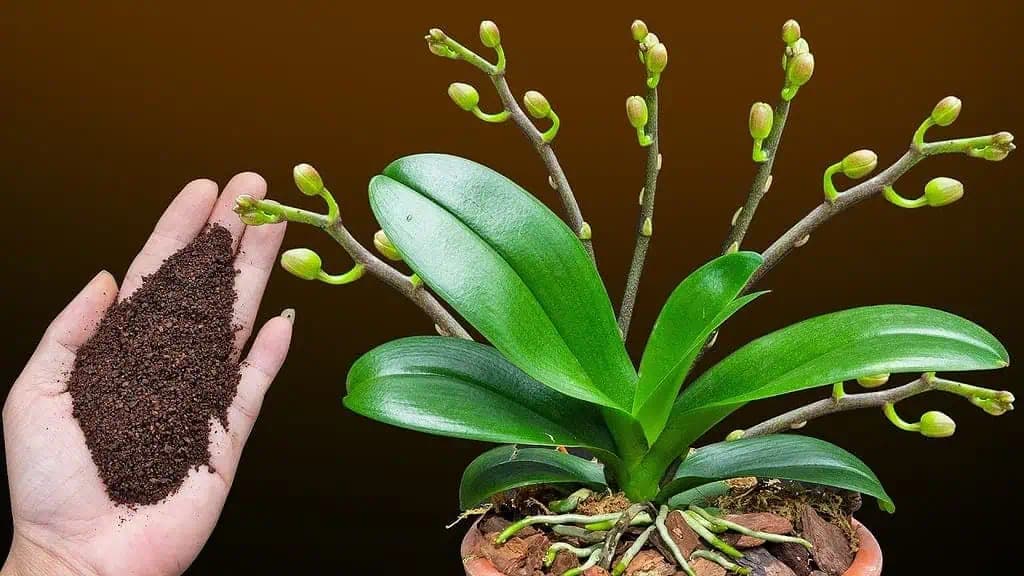 Stačí JEDNA lyžička: Orchidea o pár dní zázračne prinesie veľa kvetov!