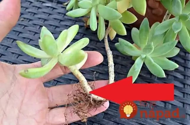 S týmto starým kúzlom prinútite zakoreniť všetko: Aj rezané ruže z obchodu vám budú celé leto kvitnúť v záhrade!