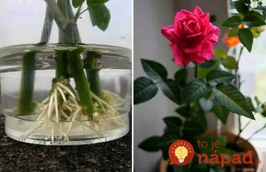 Takto si ich užijete celé mesiace: Jednoduchý trik, ako prinútiť rezané ruže z kvetinárstva zakoreniť!
