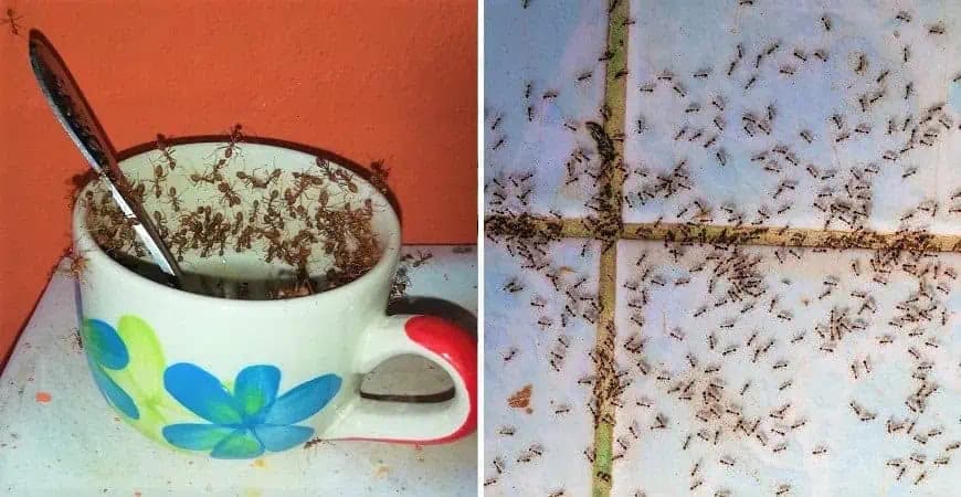 Zaručený domáci TRIK proti mravcom: Stačí položiť do izby toto a mám pokoj celú sezónu!