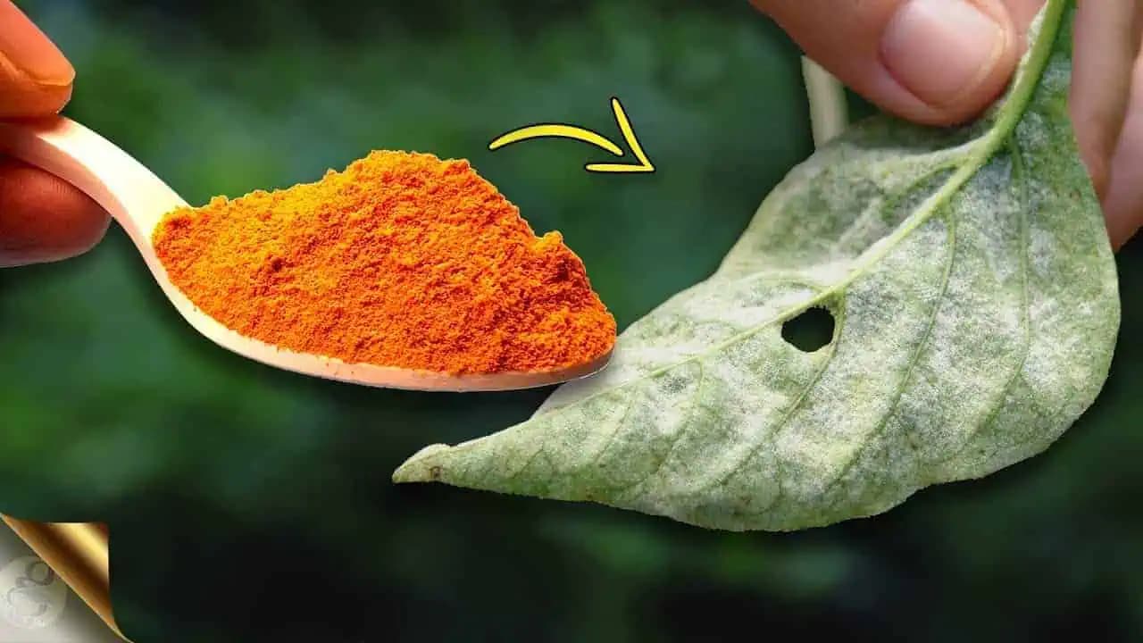 7 nezvyčajných spôsobov, ako využiť KURKUMU v záhonoch a na záhrade: Záhradkari, toto si pamätajte na celý rok!