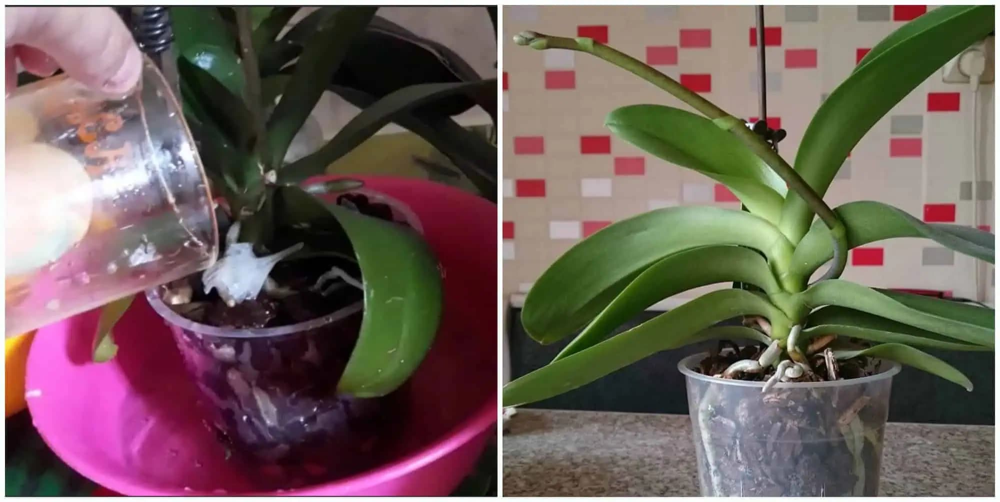 Účinný prostriedok, po ktorom orchidea za dva týždne nahodí prvé puky: Kvitne NONSTOP 10 mesiacov!