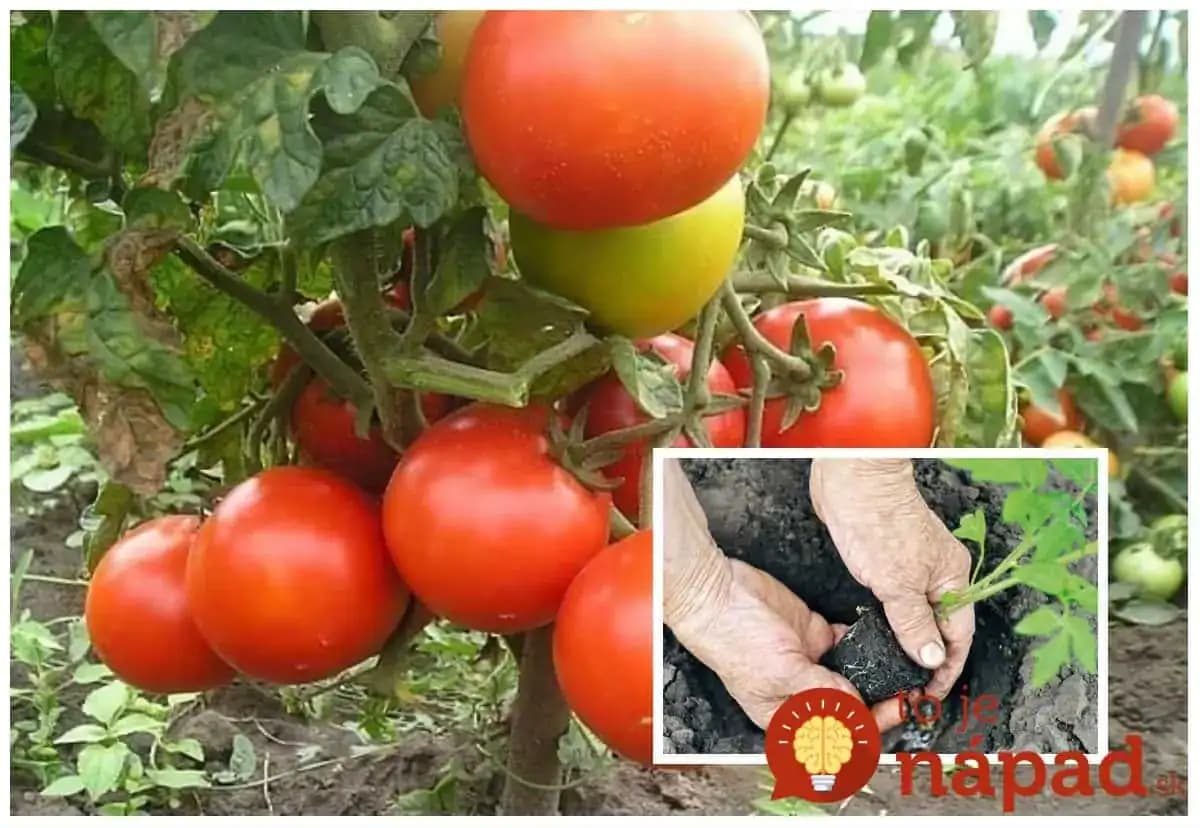 Tajné triky záhradkára pre dvojnásobnú úrodu rajčín: Kto sa riadi týmto, ten zbiera úrodu od júna až do októbra!