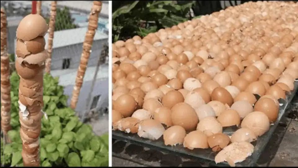 Od tohoto momentu sú tieto škrupiny v mojej záhrade považované z poklad: Ďakujem susede za túto radu, využijete to celú sezónu!