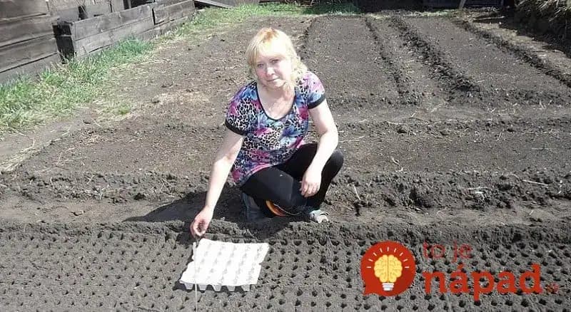 Mrkva, cibuľka aj reďkev schádzajú za týždeň. Moja suseda má geniálny zlepšovák na sejbu zeleniny!