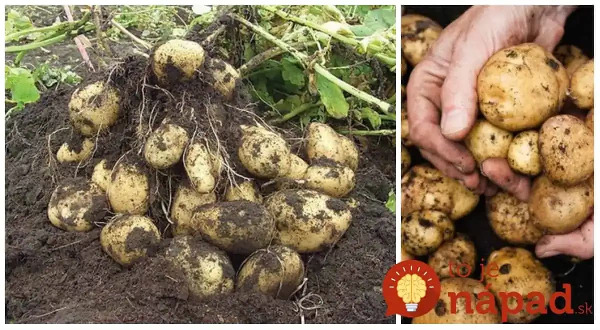 Pestovateľ poradil geniálny tip, ako vypestovať viac, ako 40 kg zemiakov na menej ako 1 m²!