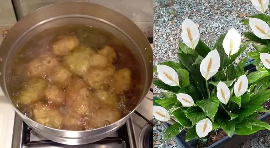 Po obyčajnej ZEMIAKOVEJ VODE kvitne lopatkovec aj orchidea skoro NONSTOP: Musím sa podeliť o zázračný recept!