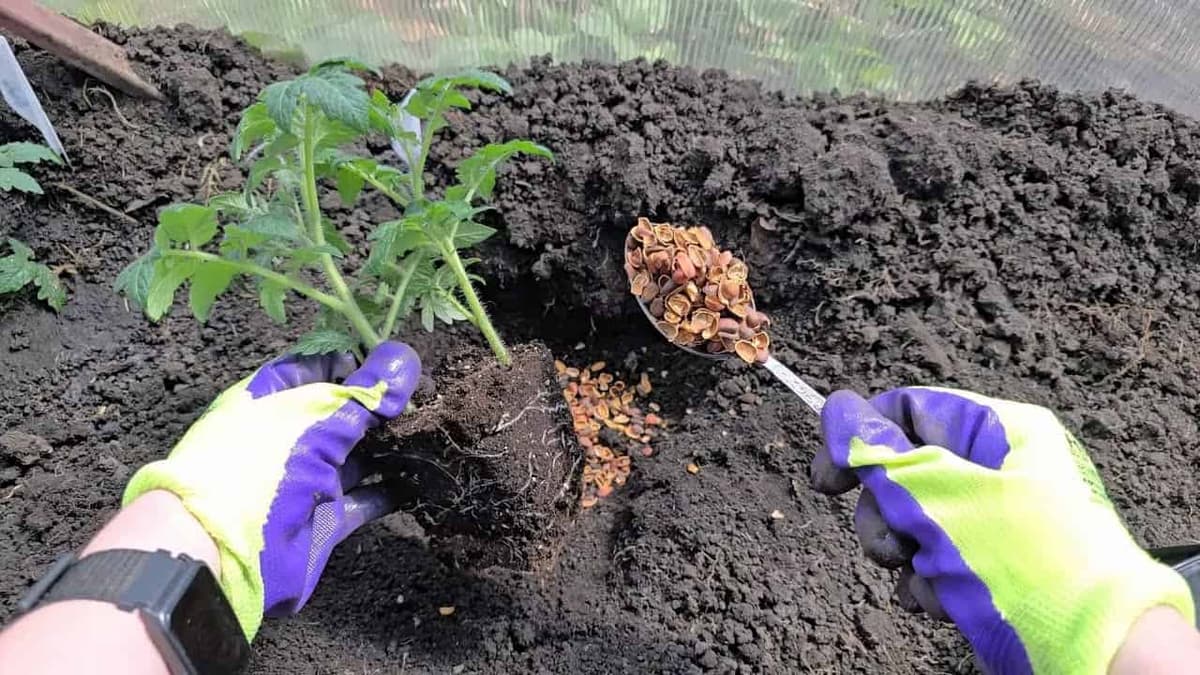 Hoďte to do jamky pri sadení RAJČÍN, paprík a uhoriek: Hneď začnú rásť a neochorejú!