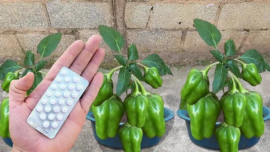 PAPRIKU pestujem v kvetináči a úrodu rozdávam aj susedom: NAUČTE sa tento trik s lacným vitamínom!