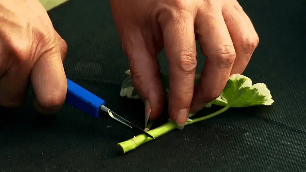 Krásne nové muškáty skoro zadarmo: Odskúšaná metóda na zakorenenie odrezkov, ktorá zaručene funguje!