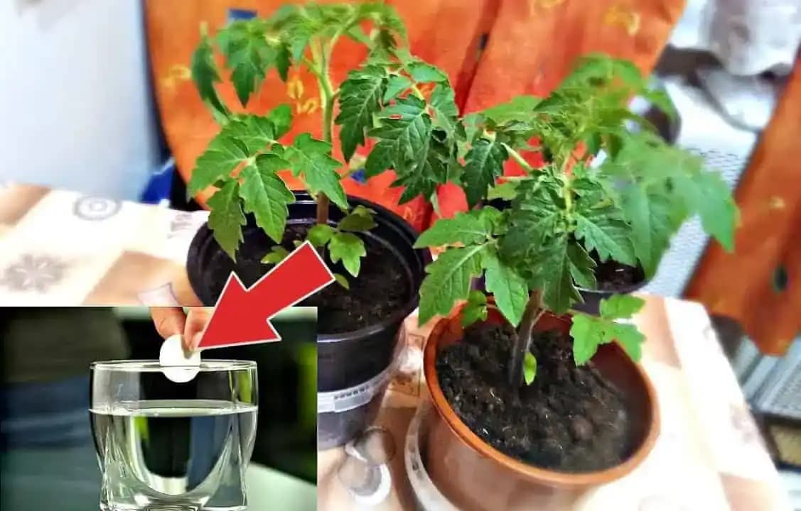 1 Tabletku rozpustiť vo vode a priesady paradajok sa zbláznia: Nalejte ku koreňom aj na listy a takýto zázrak dokáže aj u vás doma!