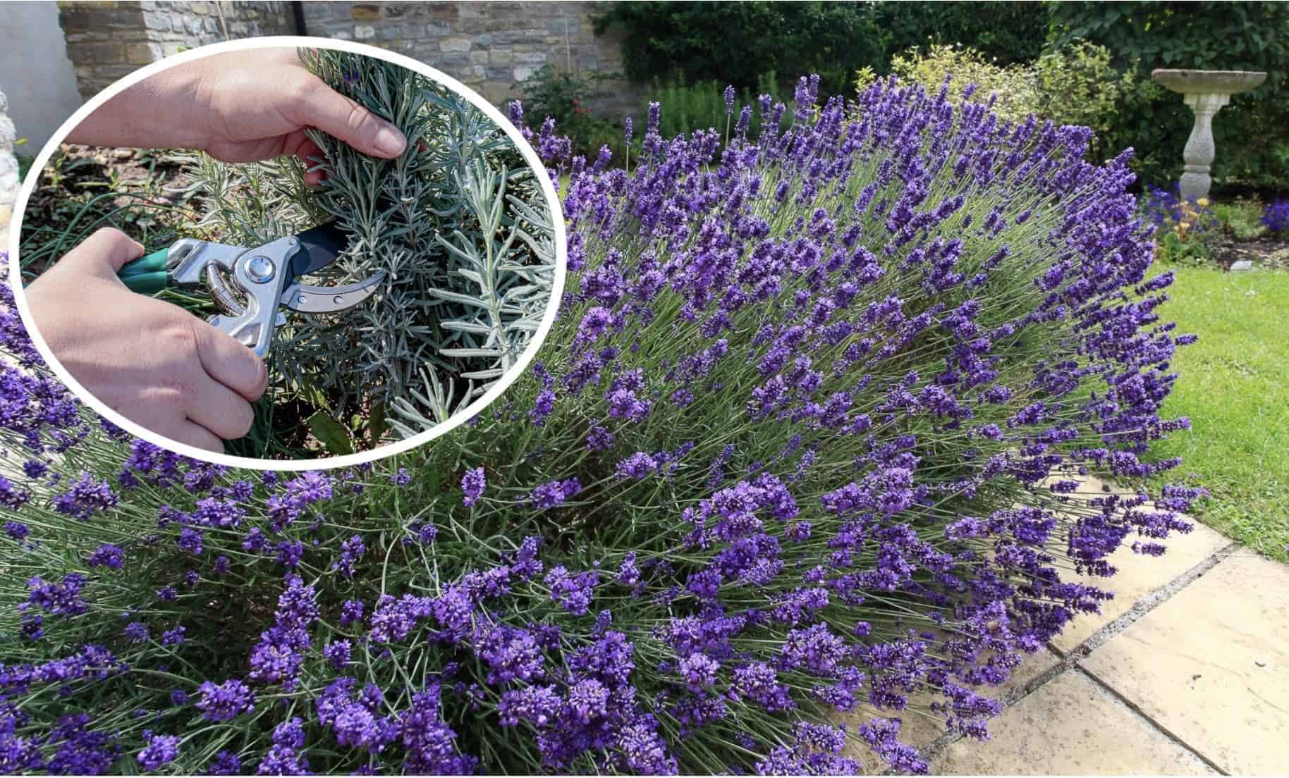 TU je návod, ako strihať levanduľu v marci: Tento rok bude kvitnúť 2x viac a v obrovských kvetoch!