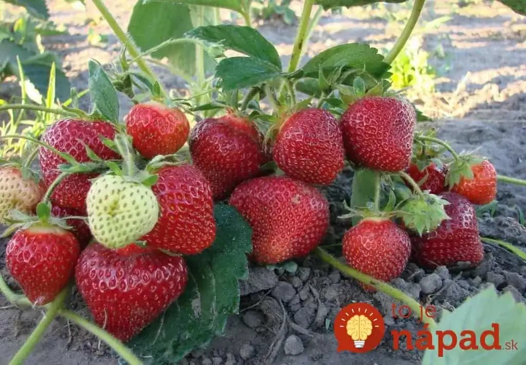 Rodia až do jesene a plody sú ako z obrázka: Návod od pestovateľky, ako na super bohatú úrodu jahôd každý rok!
