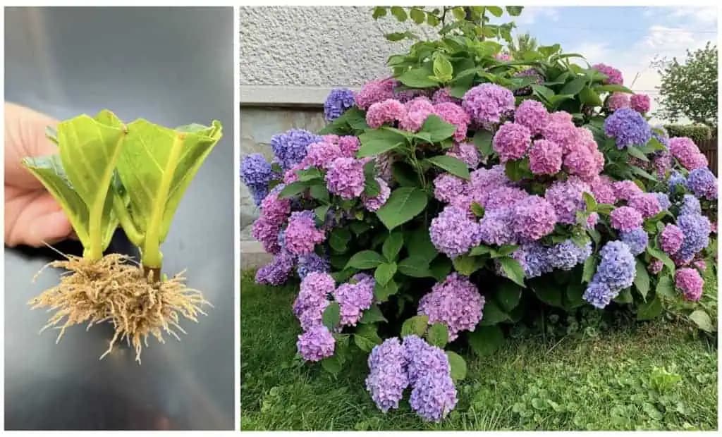 TRIK, ako si namnožiť hortenzie, ktorý som NIKDY predtým nepoznala: Mám nový záhon krásnych kvetov a nič ma to nestálo!
