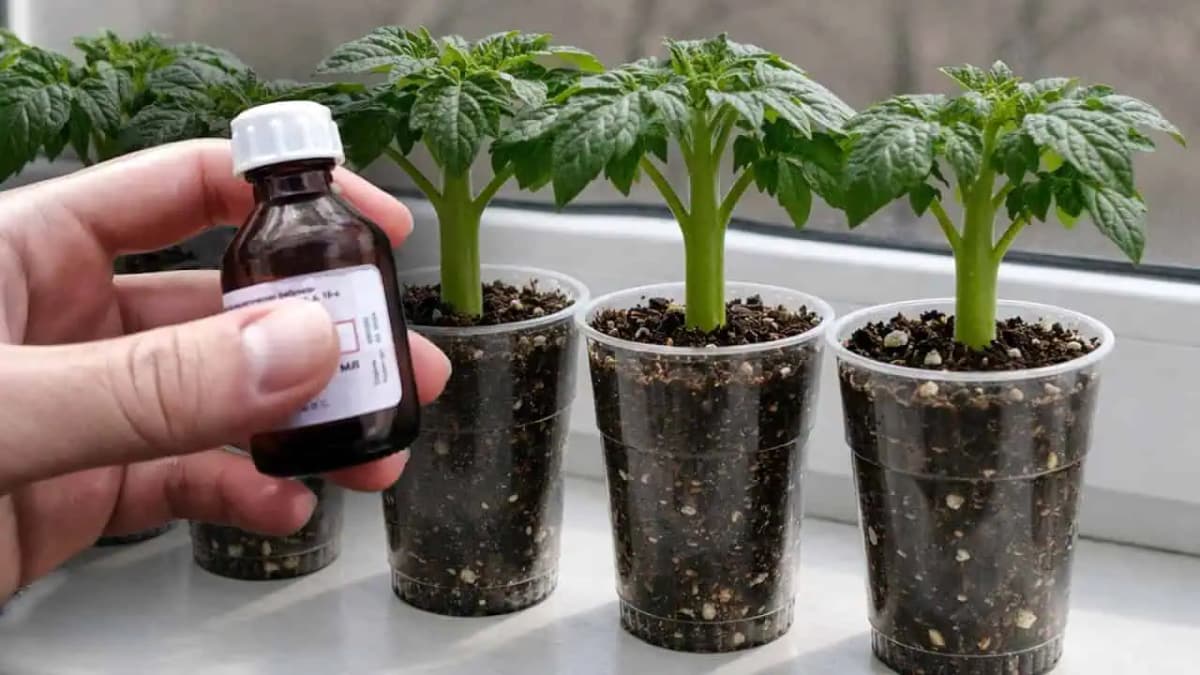 1 kvapka a tenké sadenice vám zhrubnú pred očami! Najlepšie hnojivo pre sadenice paradajok, uhoriek a papriky!