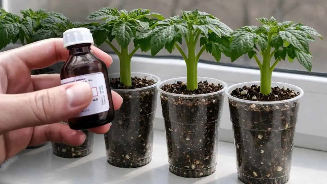 1 kvapka a tenké sadenice vám zhrubnú pred očami! Najlepšie hnojivo pre sadenice paradajok, uhoriek a papriky!