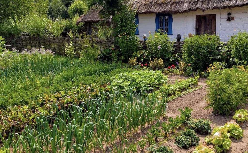 Keď kvitnú filaky sejeme MRKVU, keď kvitne narcis je čas vysiať redkvičky: Toto sú RADY našich predkov, na ktoré moderí záhradkári už skoro zabudli!