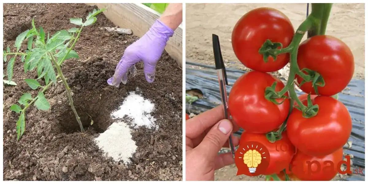 Keď idem sadiť priesady do záhrady, dám do jamky aj 1 lyžicu tohto elixíru: Dvojnásobne viac rajčín a oveľa lepšia chuť!