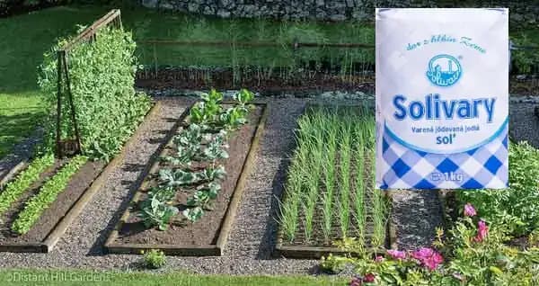 Obyčajná soľ je poklad pre každého záhradkára: 1 balík vystačí na celú sezónu, ten účinok je na nezaplatenie!