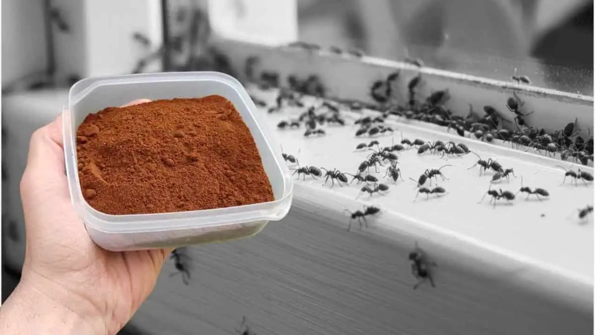 Už nemám doma ani jedného mravca! TOTO je lepšie ako 100 insekticídov